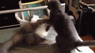 Quand mon chat entame un débat houleux