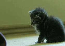 Quand mon chat passe en mode veille