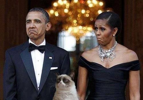 LOL-CATS-3