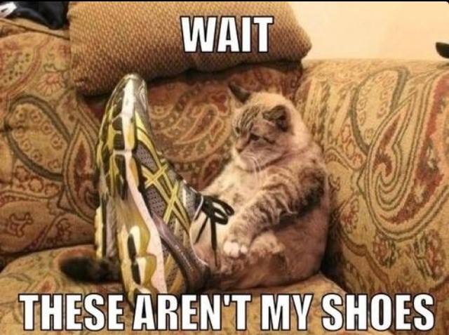 LOL-CATS-5