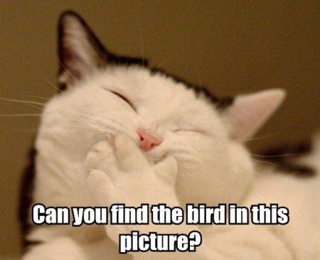LOL-CATS-2