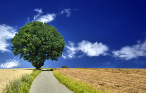Tree.1600x1024