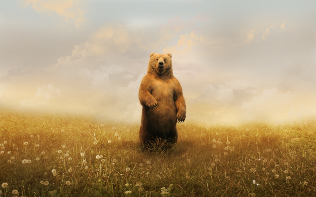 bears-1169