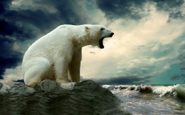 bears-4080