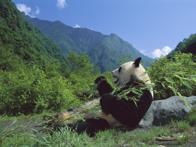 bears-50910