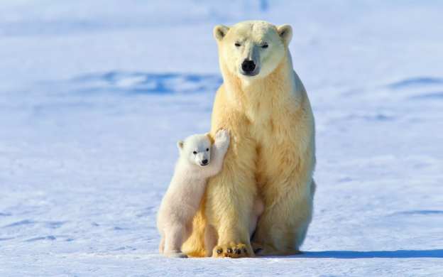 bears-5678