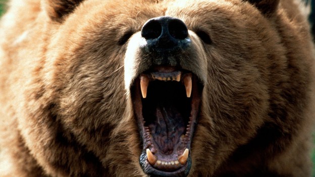 bears-88700