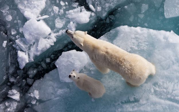 bears-929