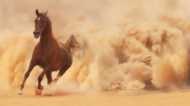 horse-geek-mexicain-3