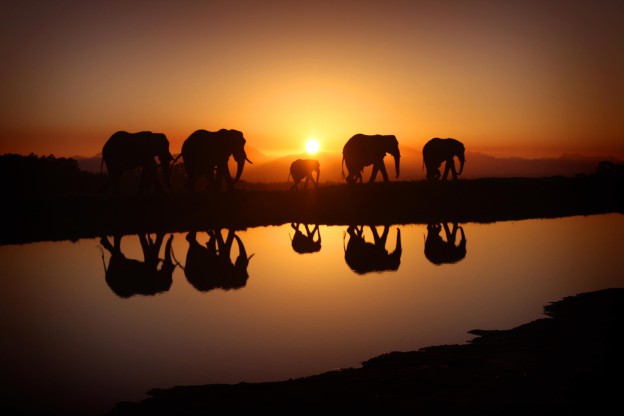 éléphants wallpaper gm 4