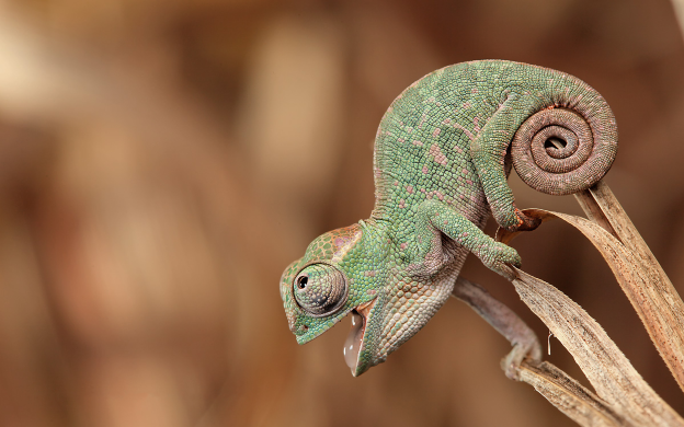 caméléon wallpaper 1
