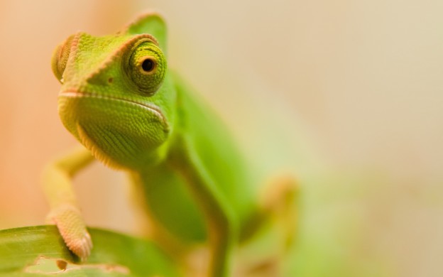 caméléon wallpaper 2