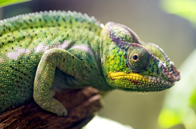 caméléon wallpaper 3