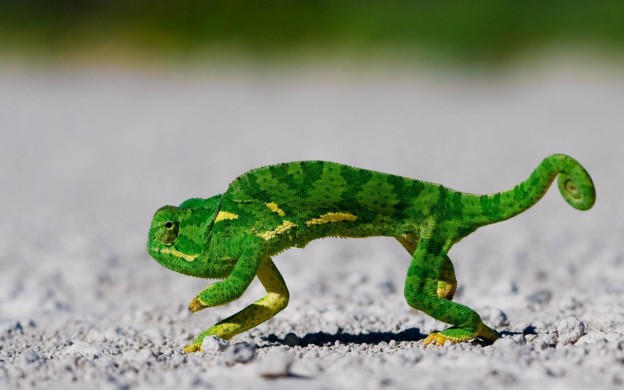 caméléon wallpaper 4