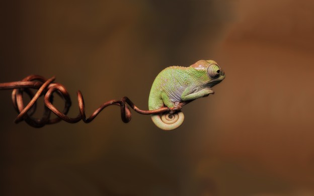 caméléon wallpaper 5
