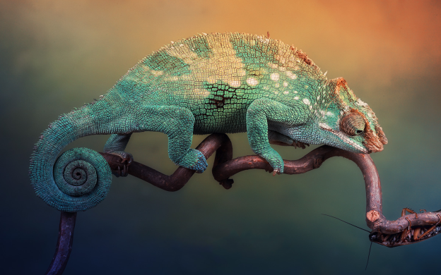 caméléon wallpaper 7