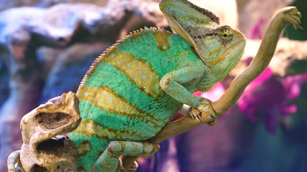 caméléon wallpaper 8