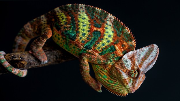 caméléon wallpaper 9