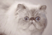 Tumblr: Quand mon chat... [gif]