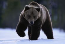 Fonds d’écran #29 #ours