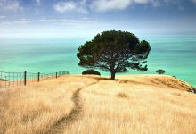 Fonds d’écran #27 #arbres