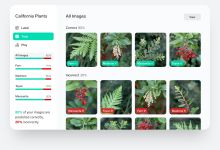Créer votre propre intelligence artificielle en quelques minutes avec Lobe