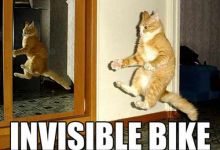 Quelques LOLcats