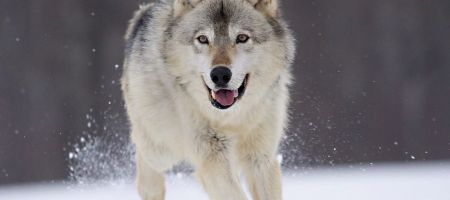 Fond d'écran de la semaine #3