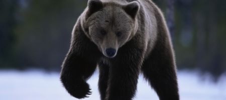 Fonds d’écran #29 #ours