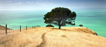 Fonds d’écran #27 #arbres