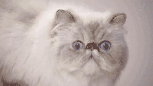 Tumblr: Quand mon chat... [gif]