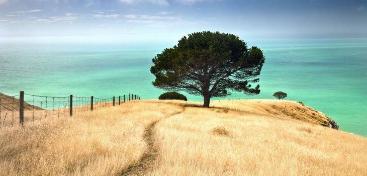 Fonds d’écran #27 #arbres